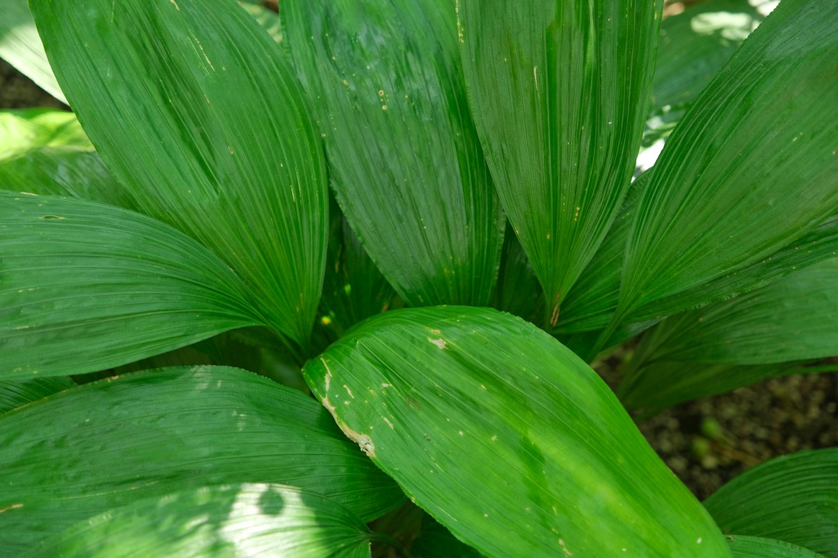 Quercetine quercetin herbal prostat